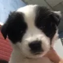 Woof woof Discord Emoji