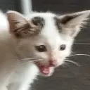 GulaScream GulaScream