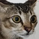 SurprisedCatto