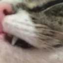 cattooth Discord Emoji