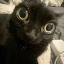 echat_catstare Discord Emoji