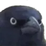 judgement_crow