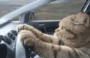 catdriving