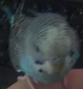 babicino babicino