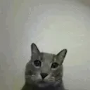 catfingerflip