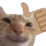 evolvedcat