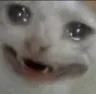 cat cat
