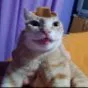 sillyCat