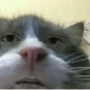 i_cat_hamster i_cat_hamster