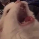 ScremCat