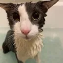 Soggycat Discord Emoji