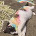 Gaycat GayCat Discord Emoji