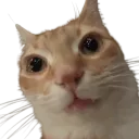 gatostare