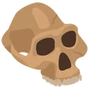 old_skull