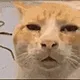 huhcat