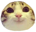 cat_curious