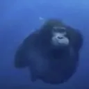 ape_diving
