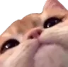 2CatOverlord 2CatOverlord