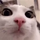 plinkStare