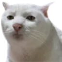 huhcatto