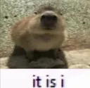 capybaraitisi capybaraitisi