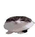 wawa
