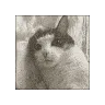 spinning_cat_cube