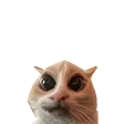 Tengi