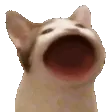 pop_spaz