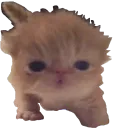 tookanap