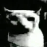 DespairCat