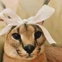 jerecat