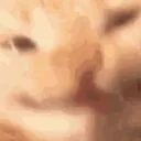 catsmile