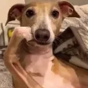 momadog