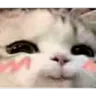 catsmug
