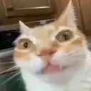 seacreature