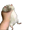 ratgrab animated emote | Niveous Gaming