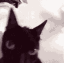 its_not_a_phase_meowm Discord Emoji