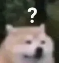 confused_dog confused_dog
