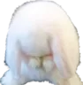 bunny_shy