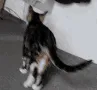 catleave