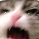 angycatto