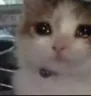 mCatCryStare