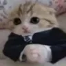 BasedCat