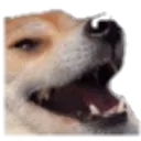 ha