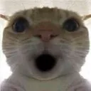 8_catwow