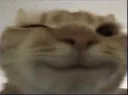 happywinkcat