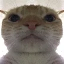 catstating Discord Emoji