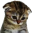 Sadcat