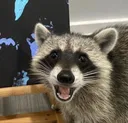 smile_raccoon